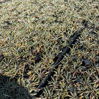 Piante di Dymondia margaretae