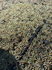 Piante di Dymondia margaretae