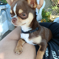 Chihuahua per monta