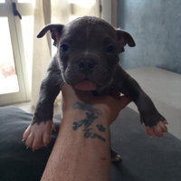 American bully Exotic