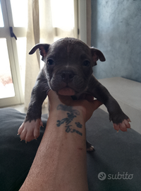 American bully Exotic