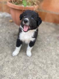 Cucciola border collie