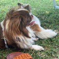 Chihuahua a pelo lungo