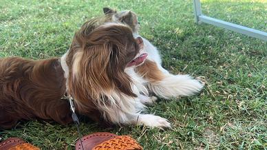 Chihuahua a pelo lungo