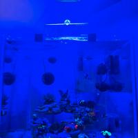 Acquario marino completo