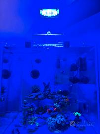 Acquario marino completo