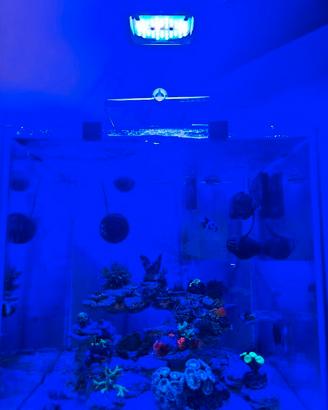 Acquario marino completo