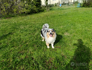 Pastore australiano con pedigree x monta
