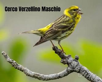 Chi ha disponibilita'?