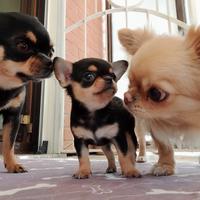 Chihuahua pedigree ENCI