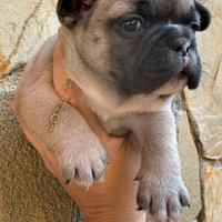 Femminuccia compatta bulldog francese