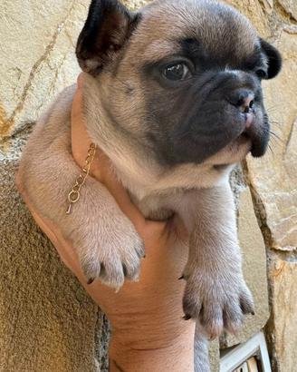 Femminuccia compatta bulldog francese