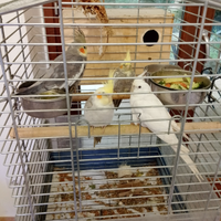 4 calopsitta,2 coppie di calopsitta femmina albina