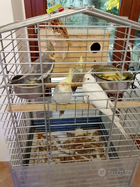 4 calopsitta,2 coppie di calopsitta femmina albina