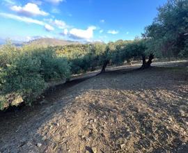 Uliveto 10.000 mtq casteldaccia