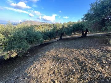 Uliveto 10.000 mtq casteldaccia