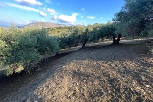 Uliveto 10.000 mtq casteldaccia