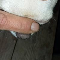 Chihuahua pedigree ENCI adulto