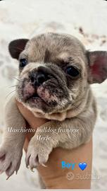 Cuccioli bulldog francese