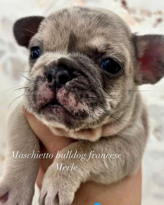 Cuccioli bulldog francese