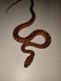 Elaphe Guttate - Wild Type / Normal
