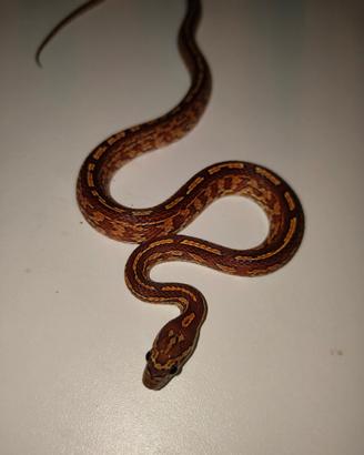 Elaphe Guttate - Wild Type / Normal