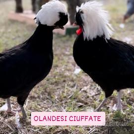 Galline ornamentali