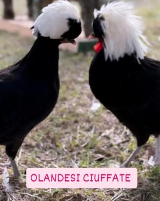 Galline ornamentali