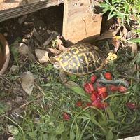 Tartarughe terra