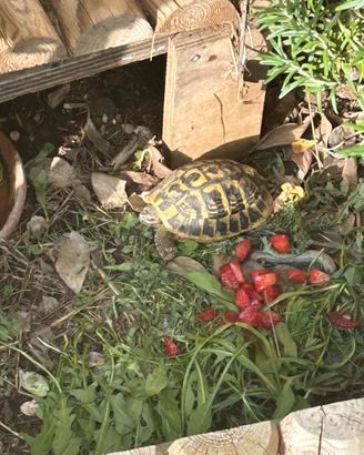 Tartarughe terra
