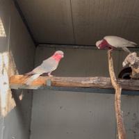 Cacatua roseicapilla lutino ed altri pappagalli