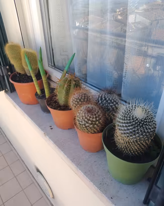 cactus 
