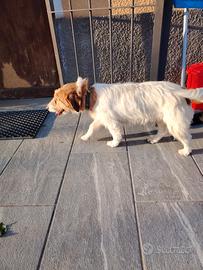 Jack Russell brochen