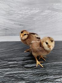 Pulcini di varie razze disponibili