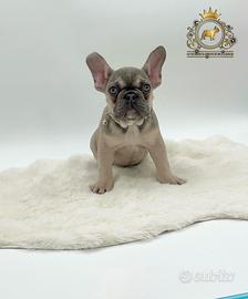 Dolcissima Bulldog Francese Sable'