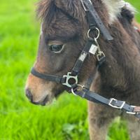 Puledro pony