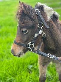 Puledro pony