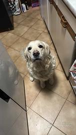 Cuccioli golden retriever