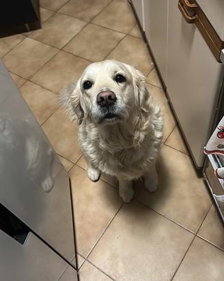Cuccioli golden retriever