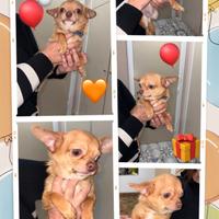 Chihuahua