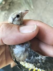 Cardellino maschio
