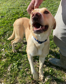 Lily 2 anni mix labrador