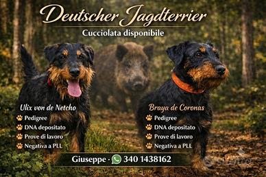 Jagd terrier cuccioli disponibili