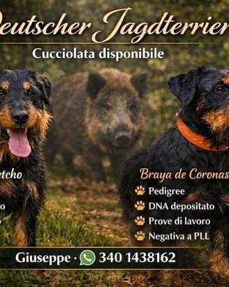 Jagd terrier cuccioli disponibili