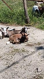 Caprette Tibetane