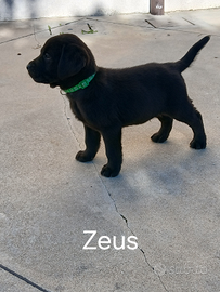 Cuccioli Labrador