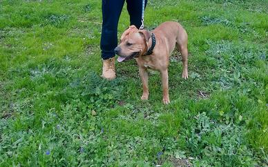 Pitbull monta