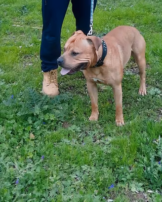 Pitbull monta