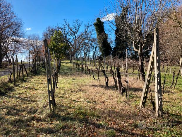 Terreno agricolo Castiglion Fiorentino