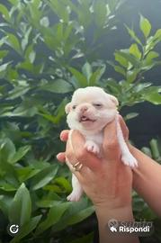 Chihuahua mini mini